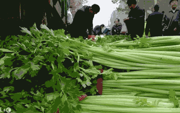  小冷棚种植芹菜的技术要点